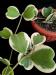 Hoya kerrii albomarginata 2.jpg